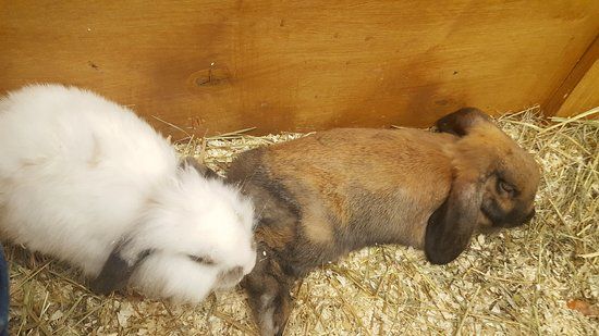 Touching Zoo Makki-Pakki